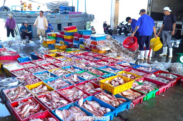 Ngư dân Đà Nẵng trúng đậm mùa cá bã trầu lớn nhất năm