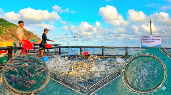 Ngư dân Gia Lai thả lồng HDPE nuôi cá bớp giữa biển, thu trăm triệu đồng mỗi vụ