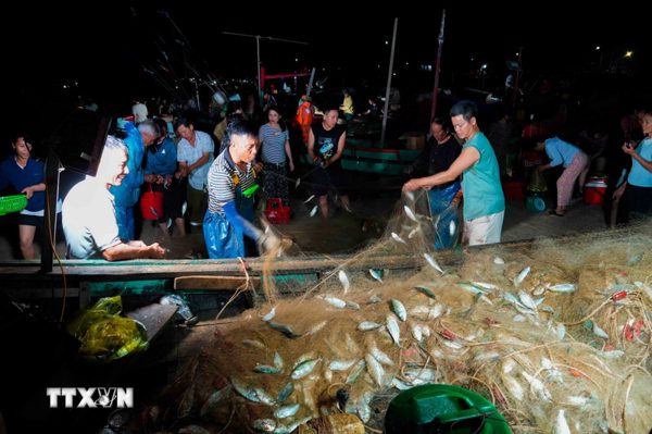 Ngư dân Hà Tĩnh trúng đậm luồng cá bạc má sau những chuyến vươn khơi