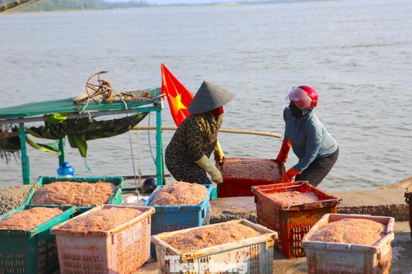 Ngư dân Hà Tĩnh trúng 'lộc' biển