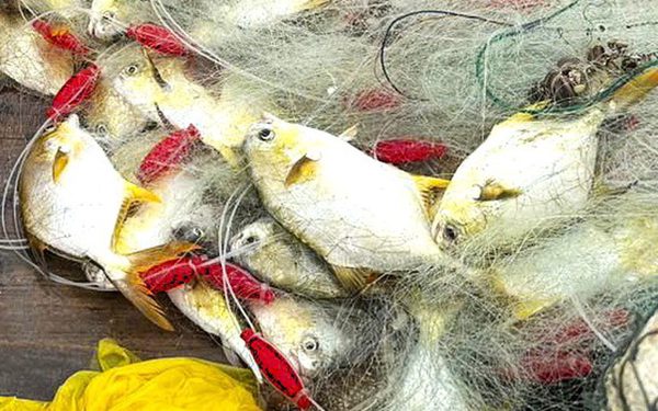 Ngư dân trúng đậm cá chim vàng, thu nhập tiền triệu sau chuyến ra khơi