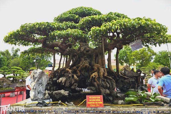 “Ngũ long ẩn vân” giá tiền tỷ tại triển lãm cây cảnh