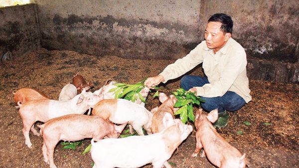 Người chăn nuôi khó tiếp cận chính sách hỗ trợ