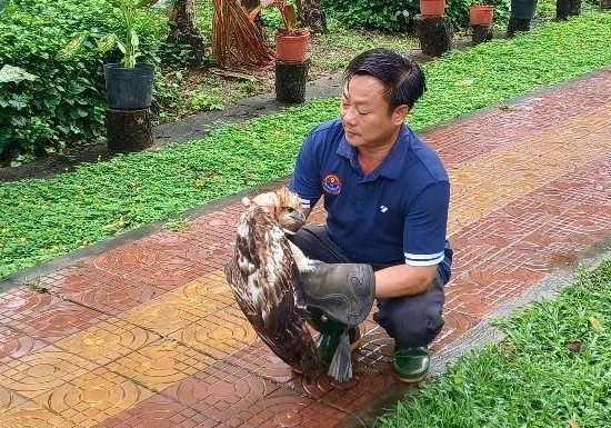 Người dân bàn giao chim Ó cá quý hiếm