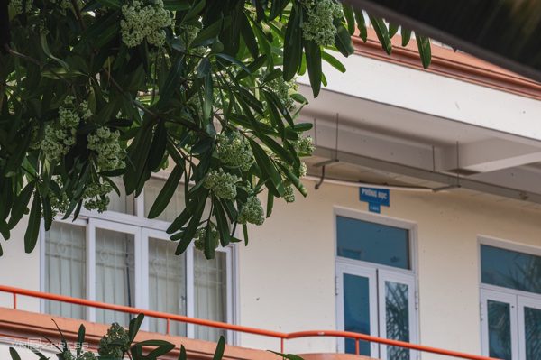 Người dân có được tự ý cắt cành hoa sữa trước nhà?