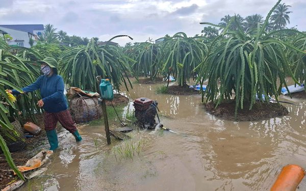 Người dân Đồng Tháp khẩn trương bơm nước, bảo vệ vườn cây sau mưa lớn