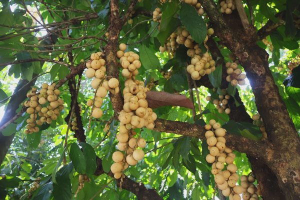 Người dân "hái tiền" từ loại quả mọc từng chùm trên thân cây