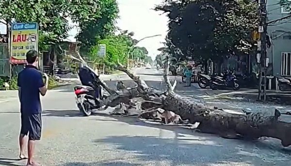 Người đàn ông đi đường bị cây gỗ đè tử vong