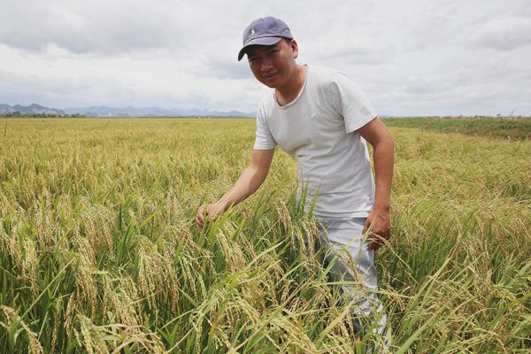 Người đàn ông gom đất trồng lúa thu tiền tỷ