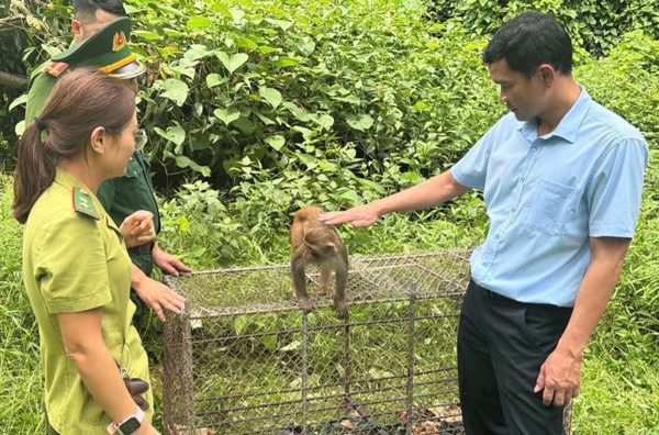 Người dân tự nguyện giao nộp khỉ vàng để thả về tự nhiên