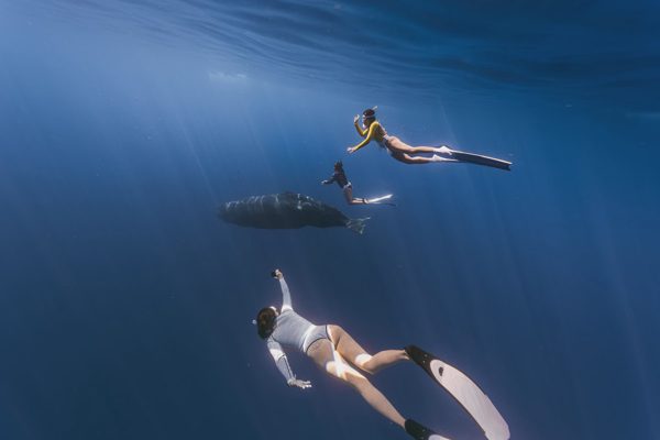 Người đẹp Việt lặn theo cá nhà táng ở Mauritius