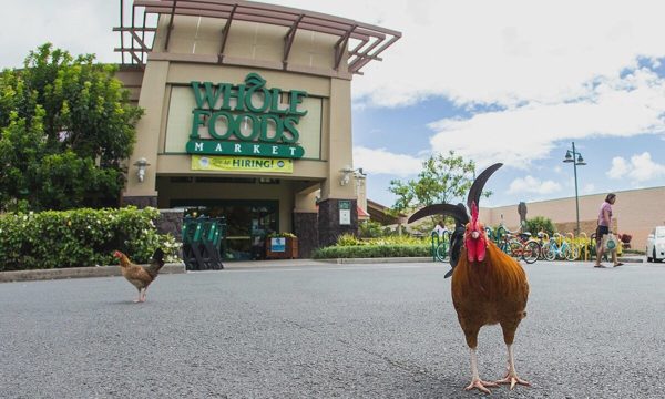 Người Hawaii khổ sở vì gà hoang