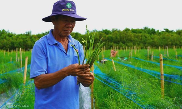 Người Khmer trồng măng tây trên đất giồng cát
