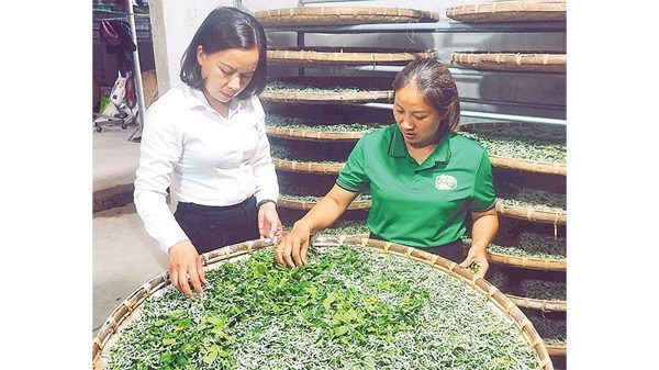 Người nối những vòng tằm trên đất Trấn Yên
