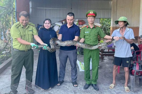 Người phụ nữ mang con trăn dài 2m giao nộp công an