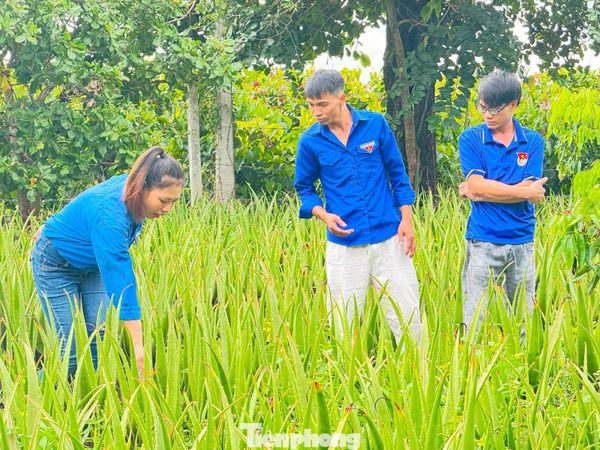 Người trẻ làm giàu từ cây nha đam