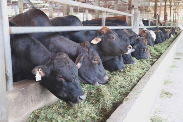 Người Việt ăn thịt bò nhiều hơn, thịt nhập ngày càng áp đảo