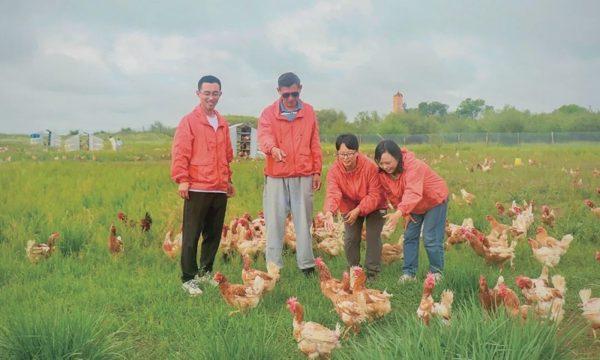 Nhà thực vật học chống sa mạc hóa bằng 50.000 con gà