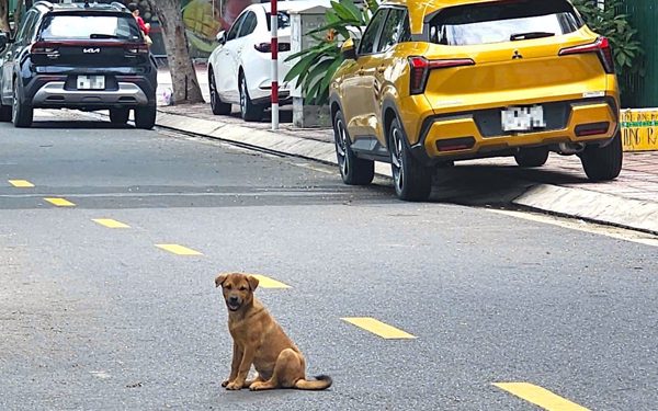 Nha Trang lập đội bắt chó thả rông, không rọ mõm