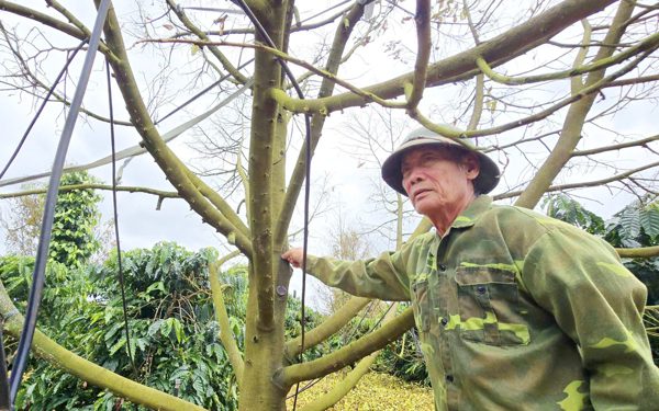 Nhà vườn sầu riêng Gia Lai đứng ngồi không yên khi cả vườn rụng lá chết rũ