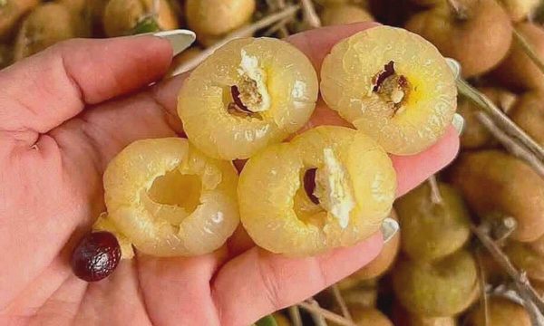 Nhãn bắp cải từ 200.000 đồng một kg còn vài chục nghìn