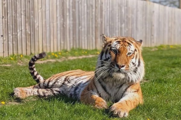 Nhân chứng kể cảnh người đàn ông lao vào chuồng hổ ở Anh và bị vồ chết