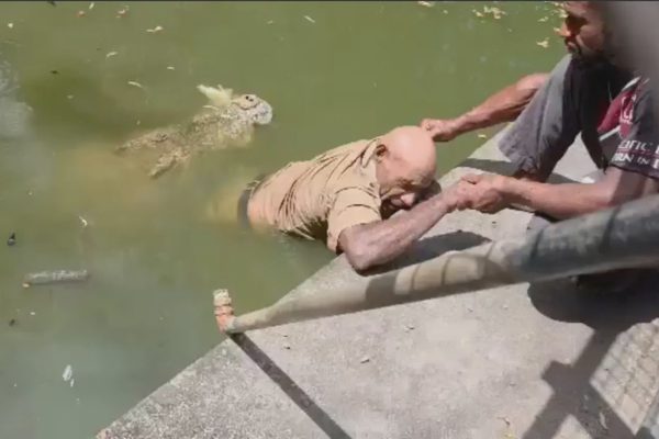 Nhân viên vườn thú bị cá sấu cắn, lôi xuống nước trước mặt các du khách