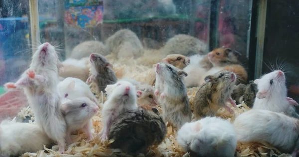 Nhật bắt giữ người hai lần giết hàng chục con chuột hamster
