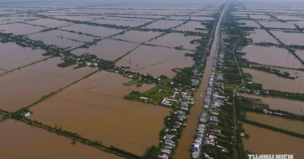 Nhiều cánh đồng miền Tây đang ngập nước dù lũ thấp, vì sao?