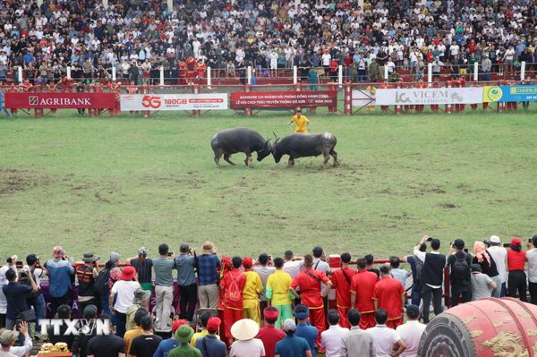 Nhiều điểm mới tại Lễ hội chọi trâu Đồ Sơn 2026