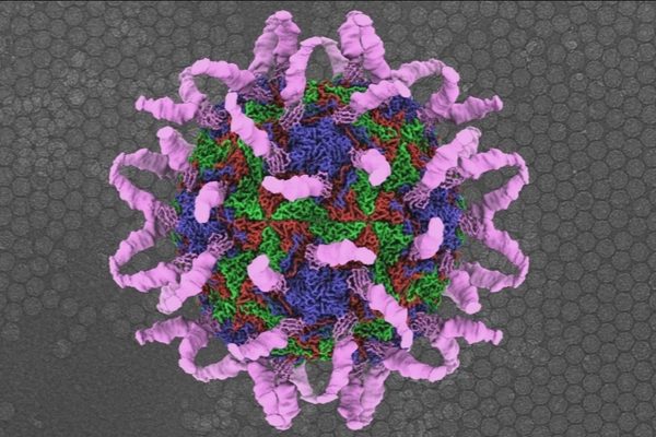 Nhiều học sinh ở TPHCM dương tính với rhinovirus: Bệnh nguy hiểm tới đâu?