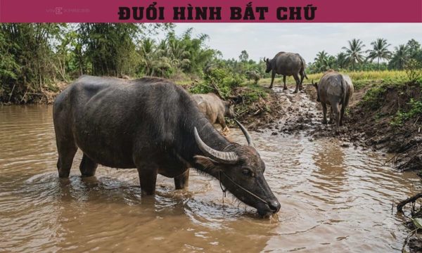 Nhìn đàn trâu đoán ngay câu thành ngữ quen thuộc