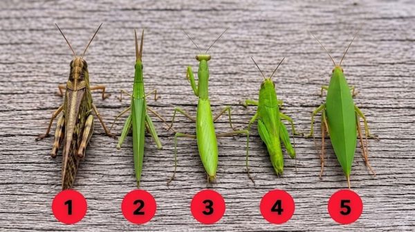 Nhìn hình đoán tên 5 loài côn trùng: Tưởng dễ nhưng 90% trả lời sai