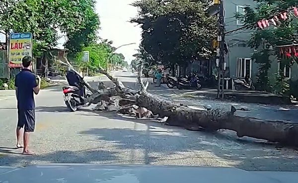 Những ai chịu trách nhiệm pháp lý trong vụ cưa cây đổ đè chết người đi đường?