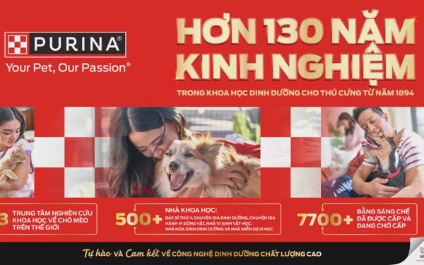 Những dấu hiệu cho thấy mèo đang được chăm sóc đúng cách