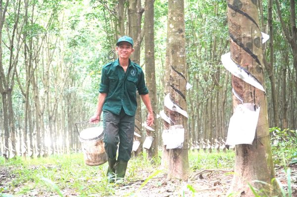 Những dấu mốc quan trọng trong hành trình phát triển 97 năm ngành Cao su Việt Nam