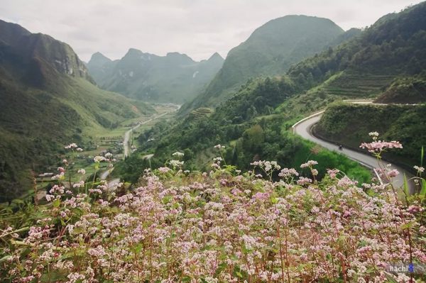 Những điểm hoa tam giác mạch nở rộ ở cao nguyên đá Đồng Văn