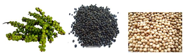 Những gốc tiêu 40 năm tuổi và “tấm căn cước” của vị cay xứ Tiên