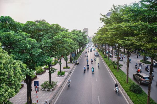 Những hàng cây cổ thụ giữa lòng Hà Nội