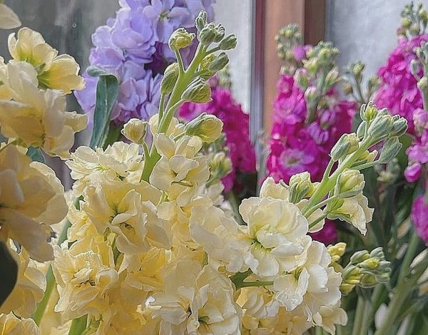 Những loại cây đẹp mà cực độc