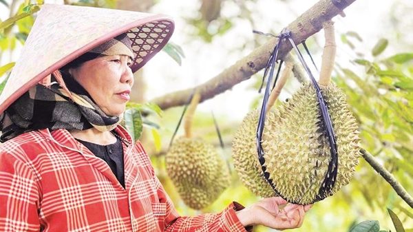 Những mùa quả đầu tiên của sầu riêng Quảng Trị