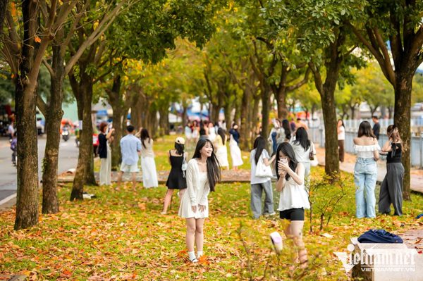 Nô nức check-in con đường TPHCM phủ sắc vàng như mùa thu Hà Nội