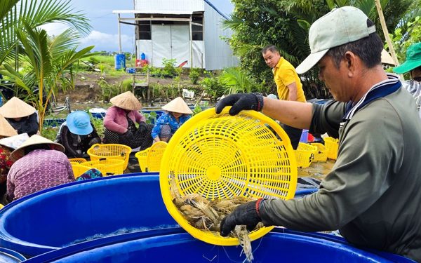Nông dân An Giang thắng lớn khi nuôi tôm càng xanh luân canh trên đất lúa