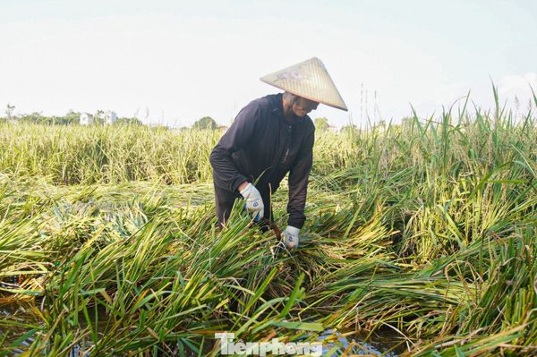 Nông dân Hà Nội chạy đua cứu lúa giữa đồng ngập nước