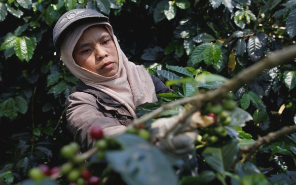 Nông dân Indonesia thoát nghèo bằng hạt cà phê đặc sản
