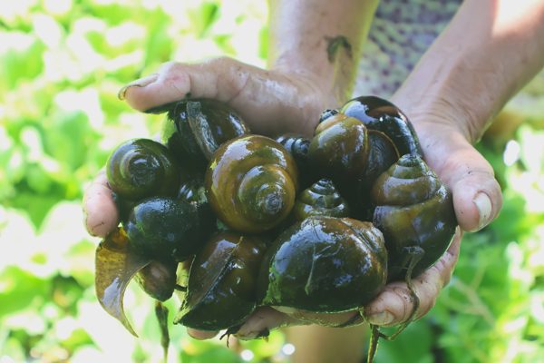 Nông dân kiếm tiền cao gấp 3-4 lần trồng lúa trên ruộng kém hiệu quả
