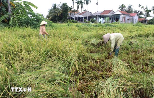 Nông dân Quảng Ngãi khẩn trương khắc phục thiệt hại lúa, rau màu do mưa lớn