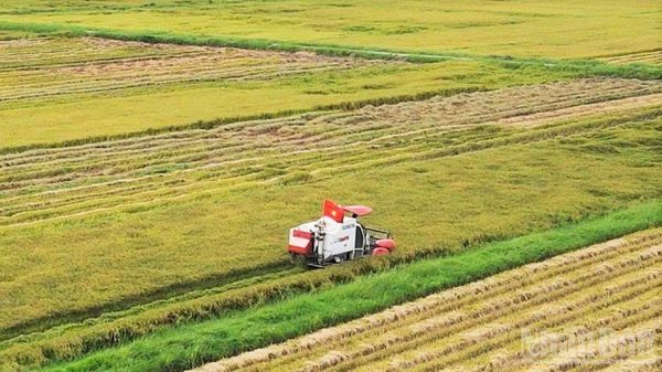 Nông dân Quảng Trị chạy đua với thời tiết thu hoạch lúa hè thu