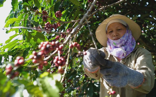 Nông dân trồng cà phê trước khoảng trống dữ liệu