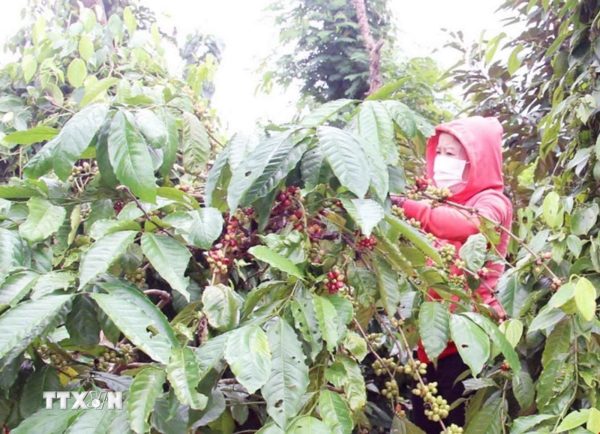 Nông lâm sản Việt Nam: Từ "bán nguyên liệu" chuyển sang "bán giá trị"